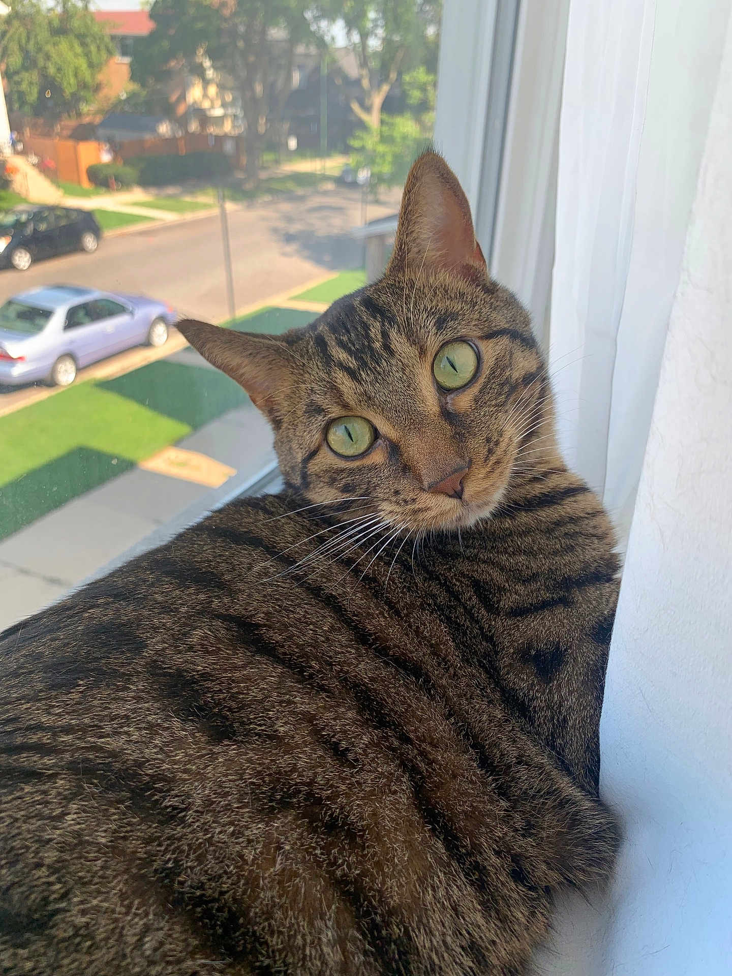 Timon is registered to the contest to win money with this photo: cat, tabby, green_eyes, windowsill, curious, pet, animal, fur, whiskers, closeup, indoor, sunlight, suburban, street, car, nature, daylight, domestic, feline, looking_back