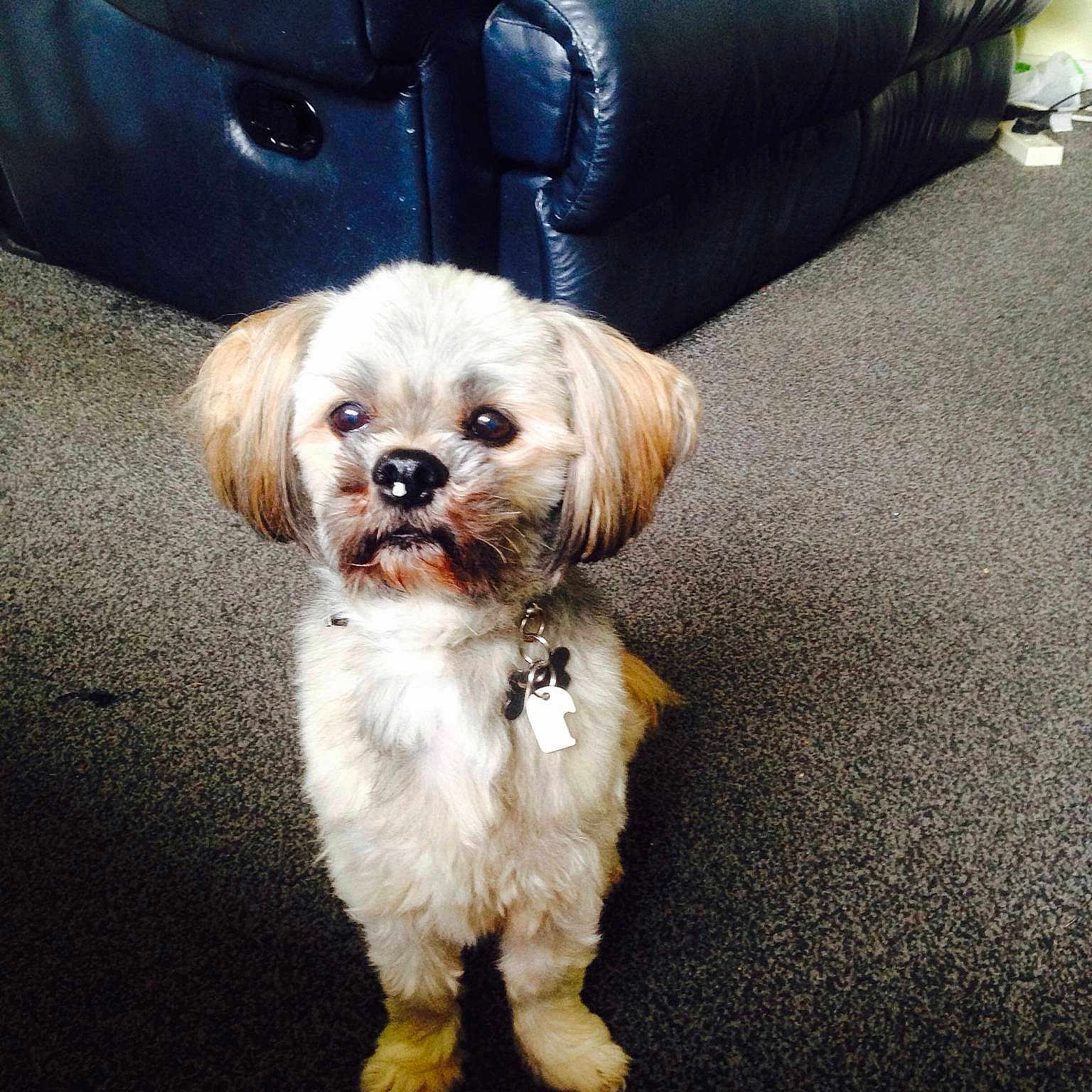 Fudge is registered to the contest to win money with this photo: