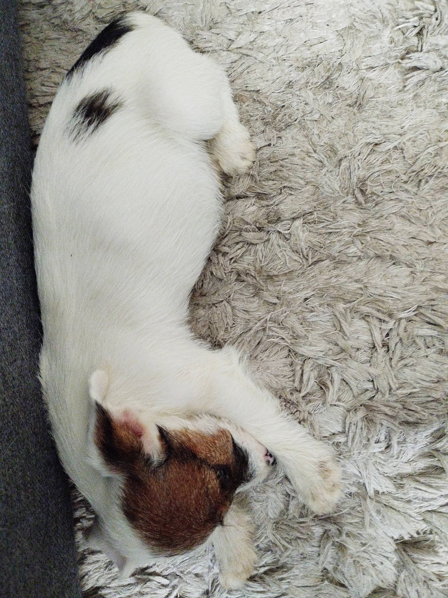 Ubie a rejoint le concours — aidez-le/la à gagner de superbes lots ! canidae, carnivore, claw, comfort, companion_dog, dog, dog_breed, fawn, felidae, foot, fur, nap, non_sporting_group, paw, small_to_medium_sized_cats, sporting_group, tail, terrestrial_animal, toe, whiskers