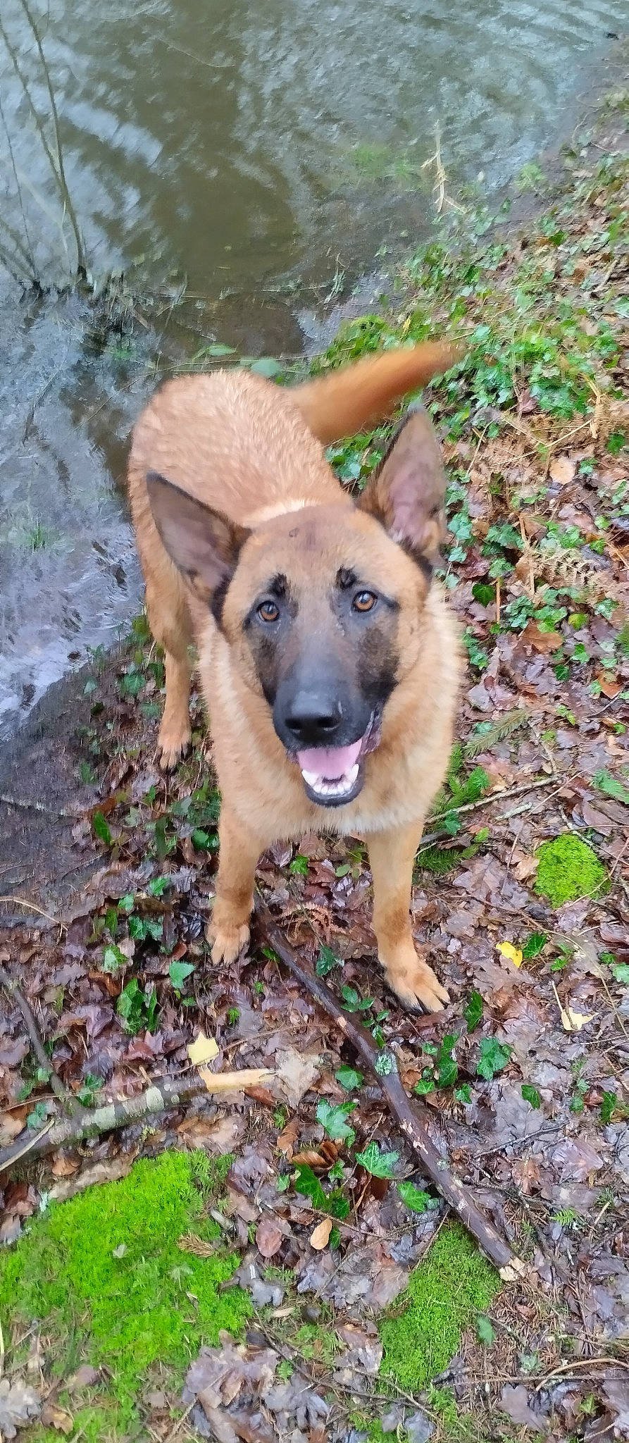 Tiag participe au concours pour gagner de l'argent avec cette photo : belgian_shepherd_malinois, canidae, carnivore, companion_dog, dog, dog_breed, fawn, german_shepherd_dog, grass, groundcover, plant, snout, soil, sporting_group, street_dog, terrestrial_animal, wildlife, wood, working_animal, working_dog