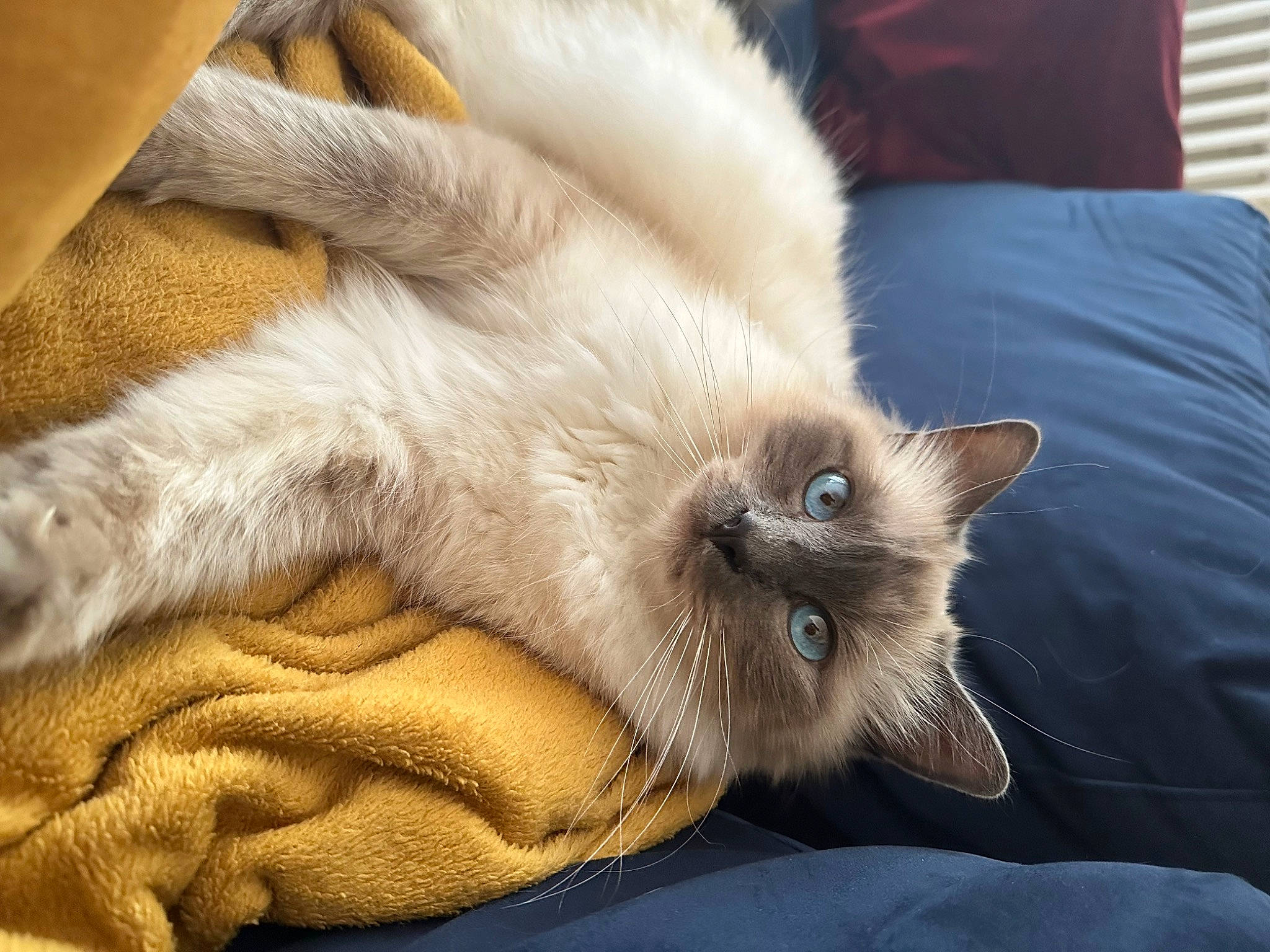Ramses a rejoint le concours — aidez-le/la à gagner de superbes lots ! balinese, birman, carnivore, cat, claw, comfort, companion_dog, fawn, felidae, flooring, foot, fur, nap, paw, siamese, small_to_medium_sized_cats, snout, tail, thai, whiskers