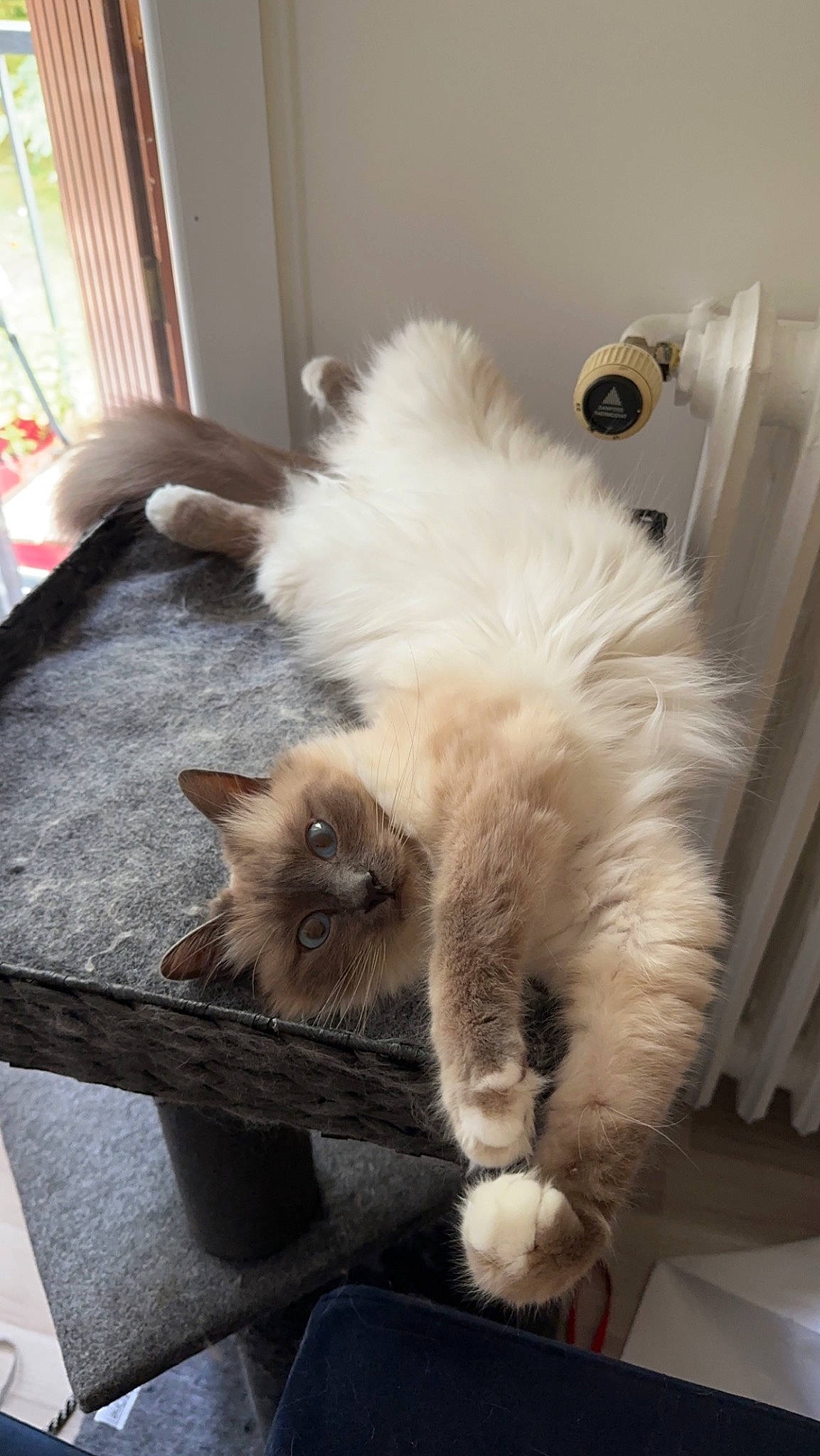 Ramses a rejoint le concours — aidez-le/la à gagner de superbes lots ! british_longhair, canidae, carnivore, cat, claw, companion_dog, door, fawn, felidae, flooring, fur, hardwood, paw, persian, ragdoll, small_to_medium_sized_cats, tail, whiskers