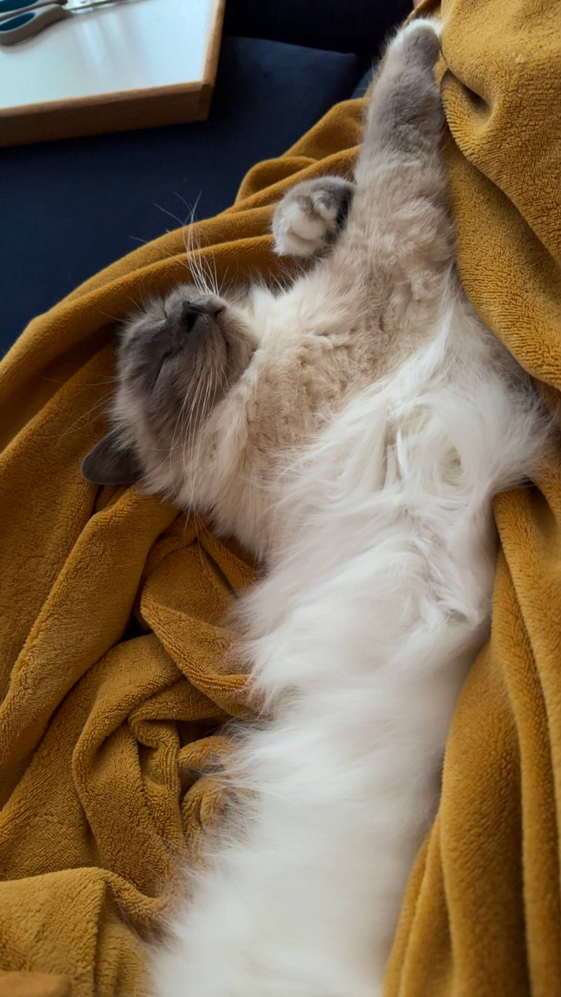 Ramses participe au concours pour gagner de l'argent avec cette photo : canidae, carnivore, cat, claw, comfort, companion_dog, fawn, felidae, fur, linens, nap, paw, sleep, small_to_medium_sized_cats, snout, tail, terrestrial_animal, whiskers, wood