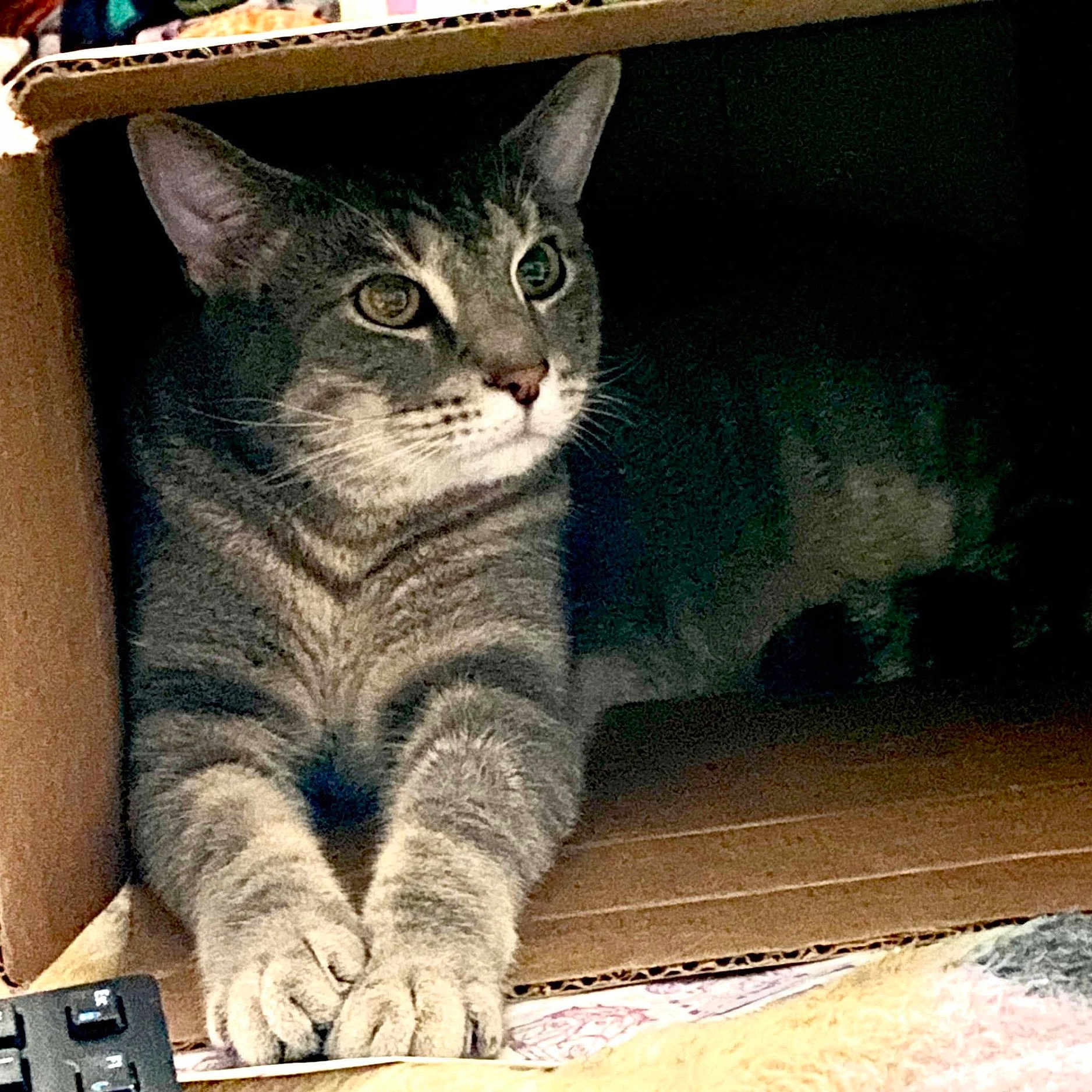 Bean joined the competition — help win amazing prizes! abyssinian, animal, architecture, box, building, cardboard, carton, cat, crate, drawer, egyptiancat, furniture, indoors, kitten, manx, outdoors, person, pet, shelter, sleeping