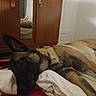 dog, german_shepherd, bed, blanket, pillow, wardrobe, mirror, reflection, indoor, relaxed, sleepy, furniture, wood, room, casual, resting, pet, canine, domestic, cozy
