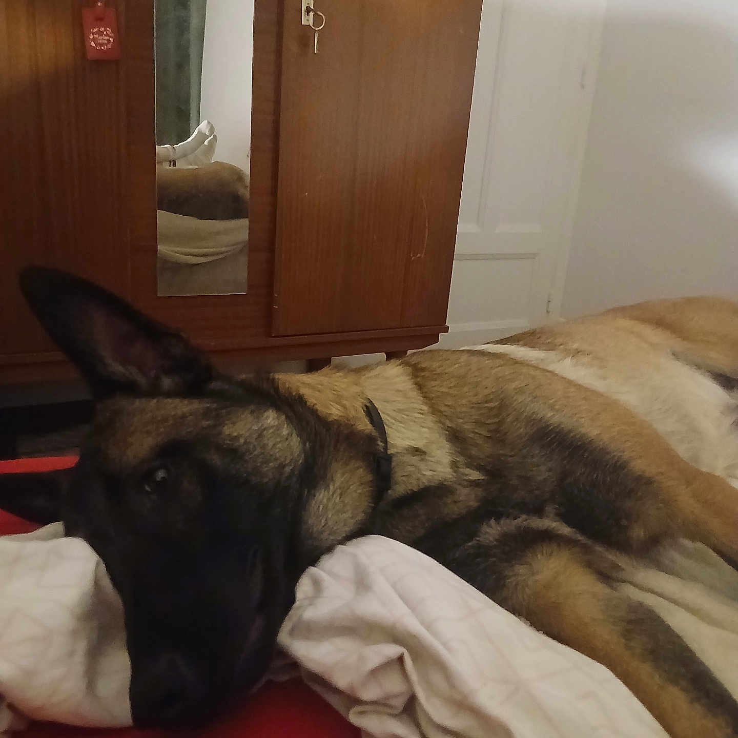 Max participe au concours pour gagner de l'argent avec cette photo : dog, german_shepherd, bed, blanket, pillow, wardrobe, mirror, reflection, indoor, relaxed, sleepy, furniture, wood, room, casual, resting, pet, canine, domestic, cozy