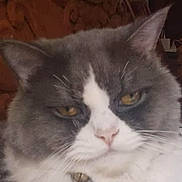 Ash joined the competition — help win amazing prizes! cat, close_up, gray, white, fur, whiskers, yellow_eyes, pet, animal, indoor, face, portrait, feline, cute, fluffy, mammal, domestic_animal, expression, looking, resting