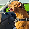 dog, brown_dog, car_interior, passenger_seat, harness, sunlight, green_field, blue_sky, window, tongue_out, happy, pet, animal, side_view, daytime, nature, domestic_animal, canine, travel, road_trip