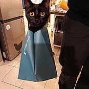 Lilou a rejoint le concours — aidez-le/la à gagner de superbes lots ! appliance, black_cat, cabinet, cat, clothing, countertop, curious, ears, floor_tiles, hand, home, indoors, kitchen, person, refrigerator, rope_handle, shadow, shoes, shopping_bag, wide_eyes