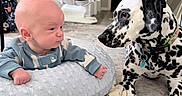 Fletcher is registered to the contest to win money with this photo: baby, infant, dalmatian, dog, pet, child, face, portrait, staring, indoors, nursery, blanket, cushion, baby_clothing, sitting, lying_down, black_and_white, collar, home, adorable