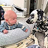 baby, infant, dalmatian, dog, pet, child, face, portrait, staring, indoors, nursery, blanket, cushion, baby_clothing, sitting, lying_down, black_and_white, collar, home, adorable