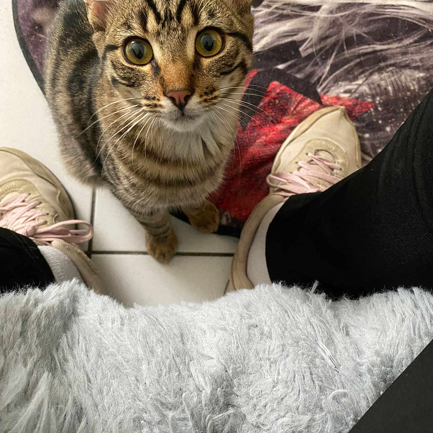 Simba