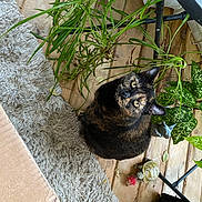 Lucy joined the competition — help win amazing prizes! cat, tortoiseshell, plant, greenery, indoor, wooden_floor, rug, cardboard_box, curious, pet, feline, leaf, houseplant, cozy, looking_up, floor, decor, home, animal, domestic