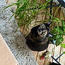 cat, tortoiseshell, plant, greenery, indoor, wooden_floor, rug, cardboard_box, curious, pet, feline, leaf, houseplant, cozy, looking_up, floor, decor, home, animal, domestic