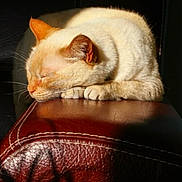 Gershwin a rejoint le concours — aidez-le/la à gagner de superbes lots ! animal, cat, close_up, cream_colored, ears, feline, fur, indoor, leather_surface, paws, peaceful, pet, quiet, relaxed, resting, shadow, sleeping, soft_light, sunlight, whiskers