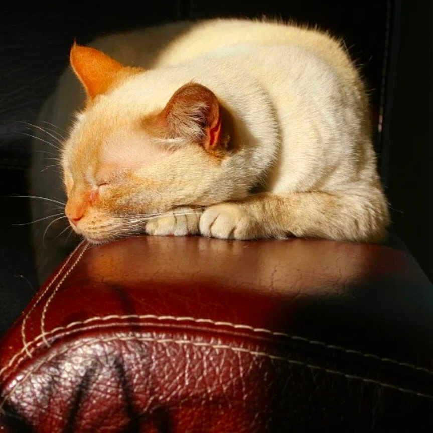 Gershwin a rejoint le concours — aidez-le/la à gagner de superbes lots ! animal, cat, close_up, cream_colored, ears, feline, fur, indoor, leather_surface, paws, peaceful, pet, quiet, relaxed, resting, shadow, sleeping, soft_light, sunlight, whiskers