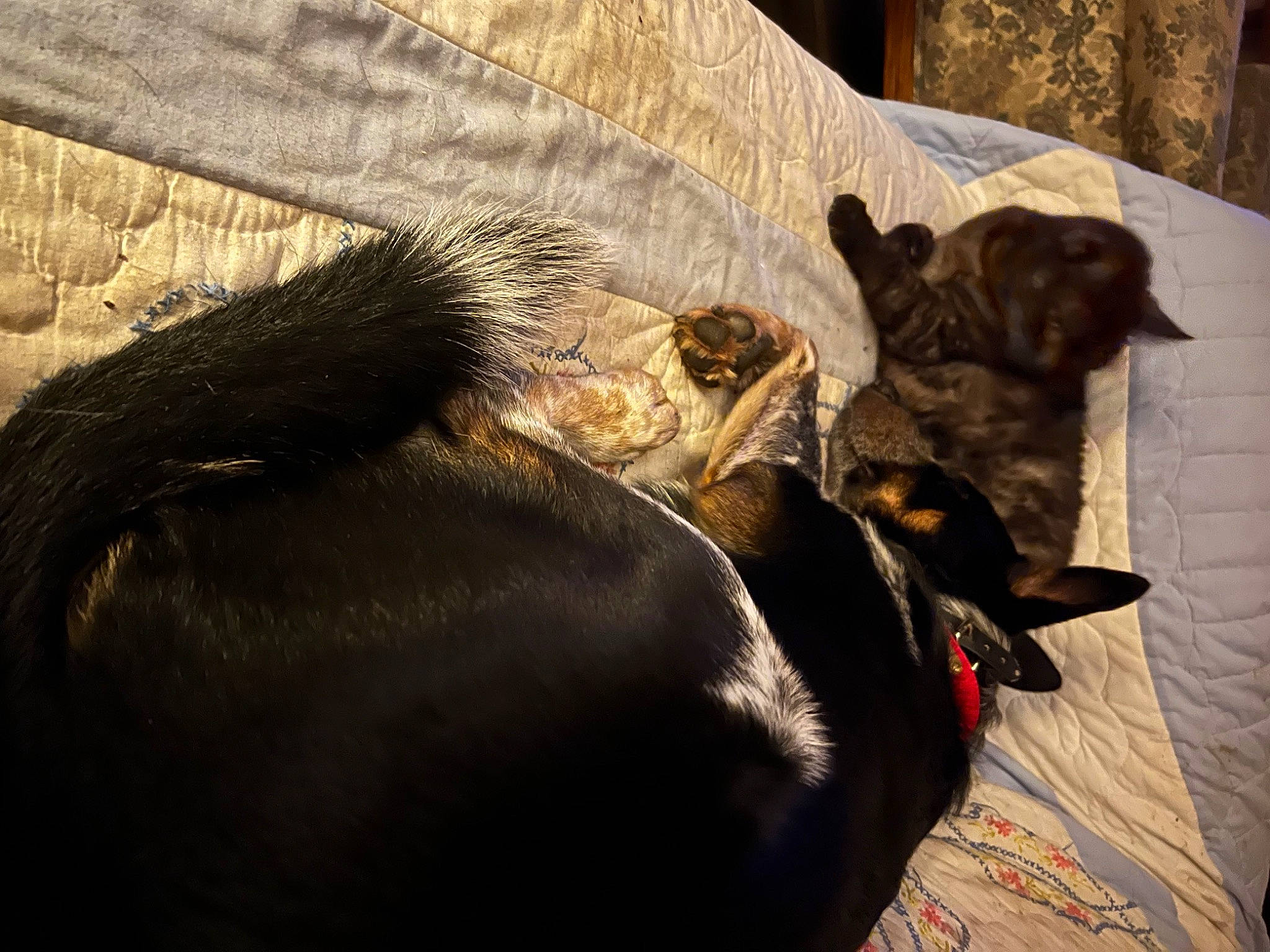 Echo joined the competition — help win amazing prizes! ball, canidae, carnivore, comfort, companion_dog, dog, dog_breed, fawn, felidae, fur, guard_dog, linens, liver, nap, snout, sporting_group, tail, terrestrial_animal, whiskers, working_animal