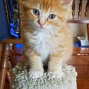Ozzy joined the competition — help win amazing prizes! kitten, cat, orange_cat, ginger_kitten, pet, animal, blue_eyes, whiskers, fur, paws, ears, scratching_post, carpeted_post, chair, wooden_floor, indoor, portrait, close_up, cute, domestic_cat