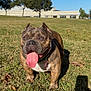 dog, grass, outdoor, sunny, pet, canine, tongue_out, brown, muscular, ears_cropped, park, shadow, building, tree, daylight, closeup, animal, happy, nature, mammal