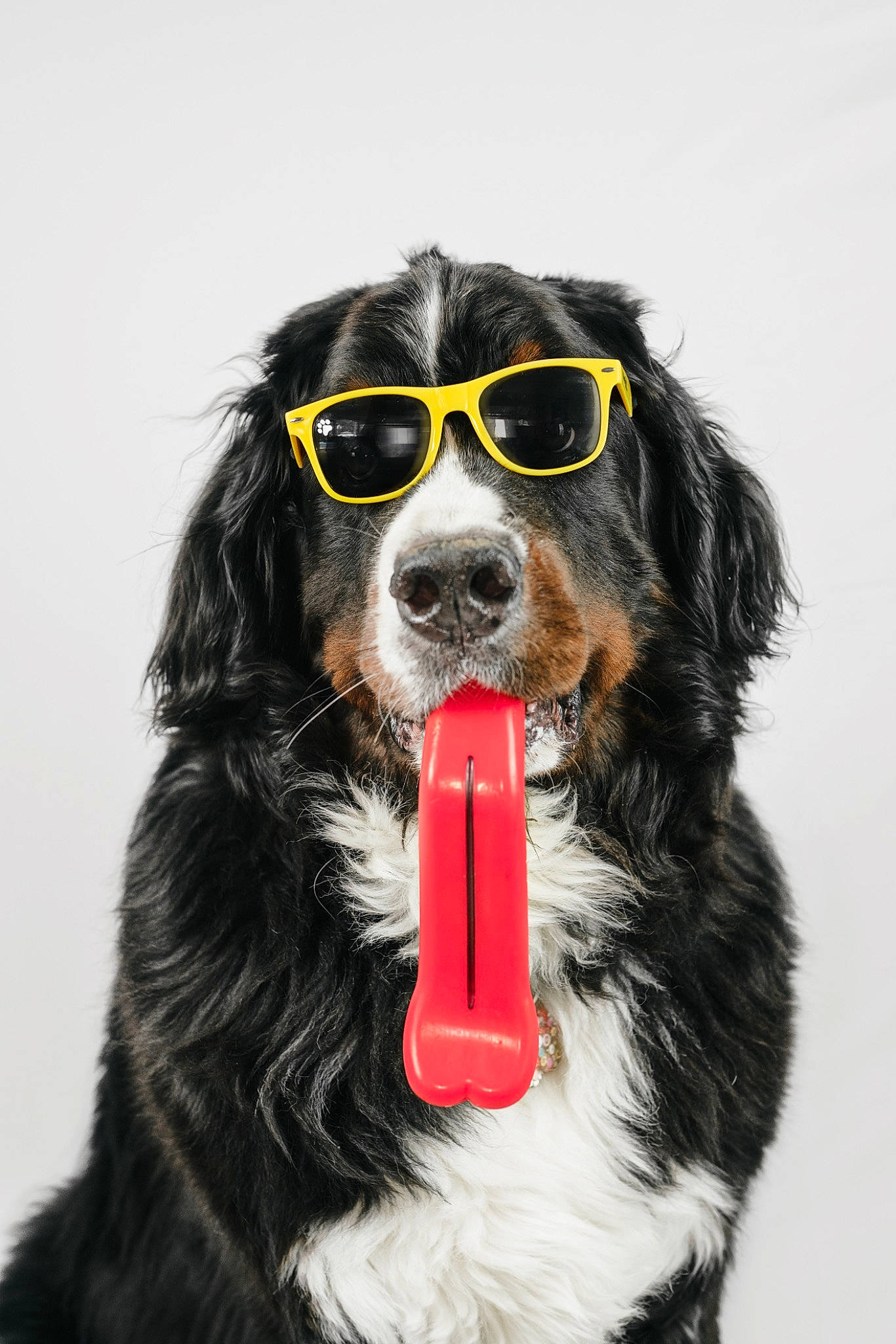 Apollo joined the competition — help win amazing prizes! ancient_dog_breeds, ball, border_collie, canidae, carnivore, companion_dog, dog, dog_breed, dog_collar, dog_supply, fang, fur, goggles, herding_dog, pet_supply, snout, sporting_group, whiskers, working_animal, working_dog