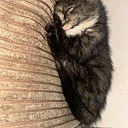 Cleopatra joined the competition — help win amazing prizes! adorable, animal, cat, closeup, cozy, cushion, cute, fur, furry, indoor, kitten, paw, pet, relaxed, resting, sleeping, small, soft, striped, whiskers