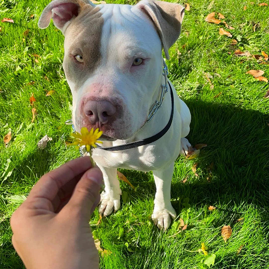 Blue joined the competition — help win amazing prizes! animal, attention, brown_and_white, canine, close_up, collar, dog, flower, grass, greenery, hand, leash, leaves, nature, outdoor, paw, pet, sniffing, summer, sunlight