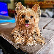 Tinkerbell is registered to the contest to win money with this photo: adorable, animal, brown, closeup, cute, dog, domestic, fur, furry, indoors, long_hair, lying_down, pet, playful, portrait, relaxed, small_dog, soft_surface, tongue_out, yorkshire_terrier