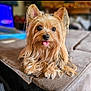 adorable, animal, brown, closeup, cute, dog, domestic, fur, furry, indoors, long_hair, lying_down, pet, playful, portrait, relaxed, small_dog, soft_surface, tongue_out, yorkshire_terrier