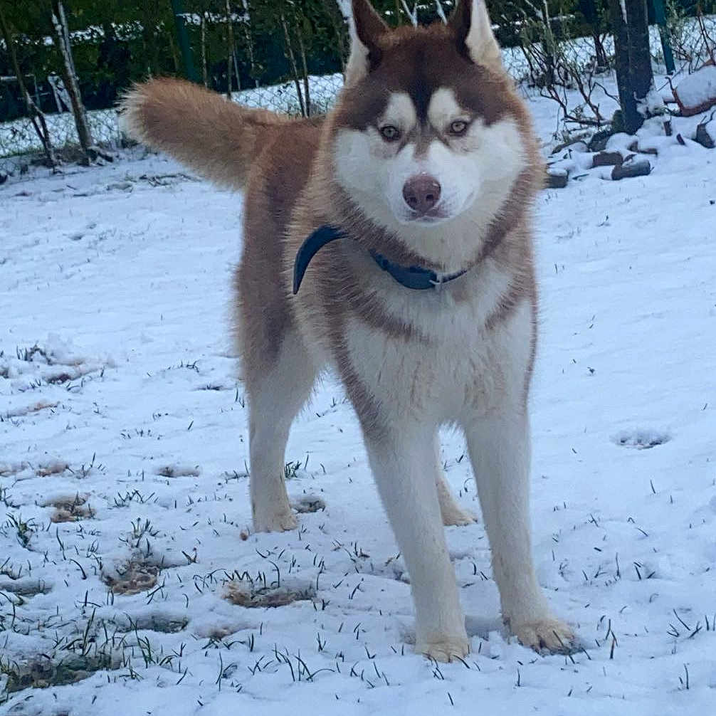 Venom a rejoint le concours — aidez-le/la à gagner de superbes lots ! animal, canine, dog, eskimodog, grove, husky, land, nature, outdoors, pet, plant, puppy, rock, snout, snow, tree, vegetation, whitedog, winter, woodland