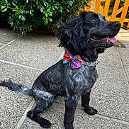 Bella joined the competition — help win amazing prizes! dog, black_dog, bow_tie, pet, outdoor, garden, greenery, fence, happy, tongue_out, sitting, side_view, canine, collar, pavement, nature, animal, domestic_animal, summer, cute