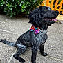 dog, black_dog, bow_tie, pet, outdoor, garden, greenery, fence, happy, tongue_out, sitting, side_view, canine, collar, pavement, nature, animal, domestic_animal, summer, cute