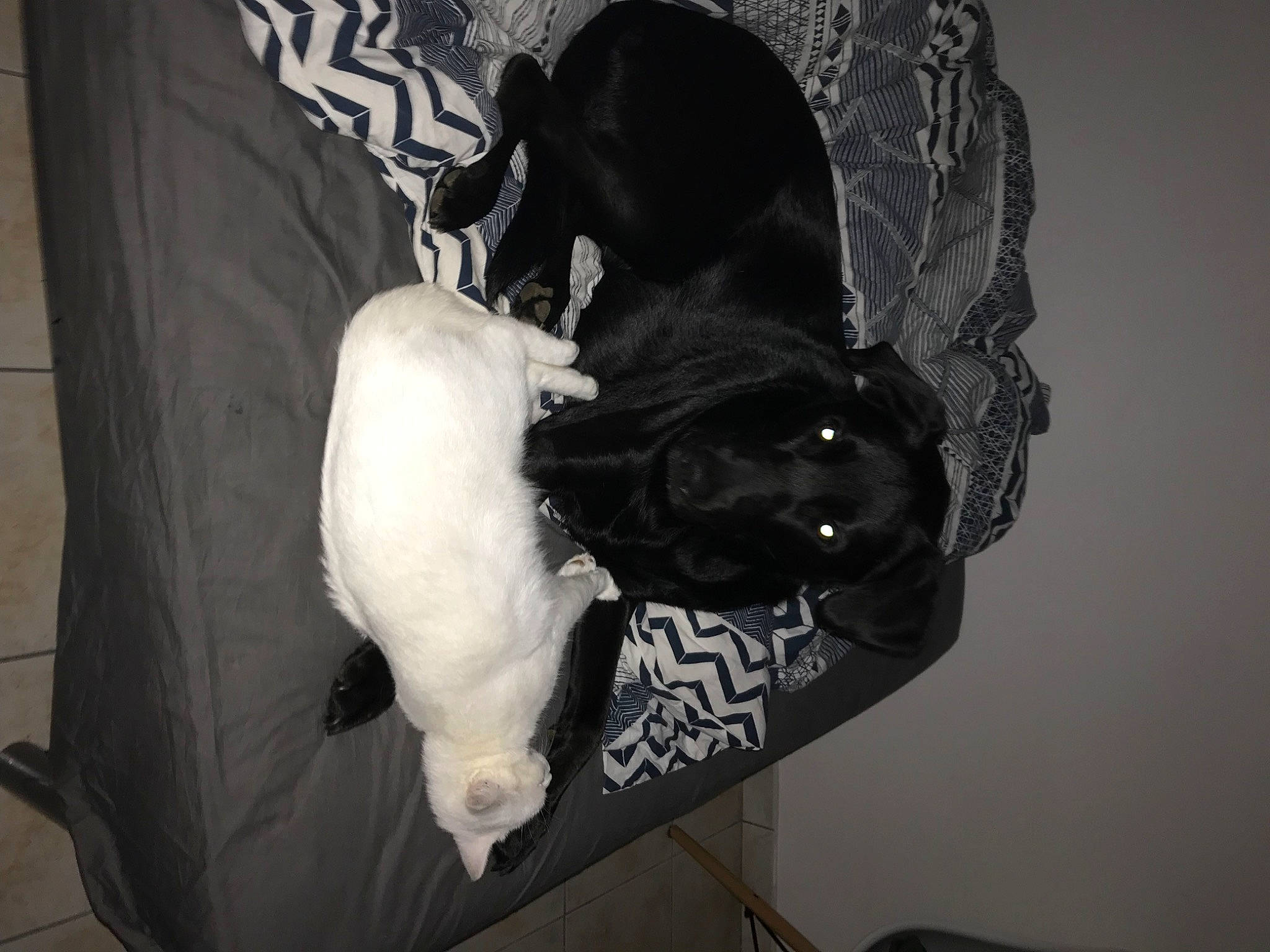 Naïa a rejoint le concours — aidez-le/la à gagner de superbes lots ! canidae, cat, companion_dog, fur, non_sporting_group, sporting_group, tail, white