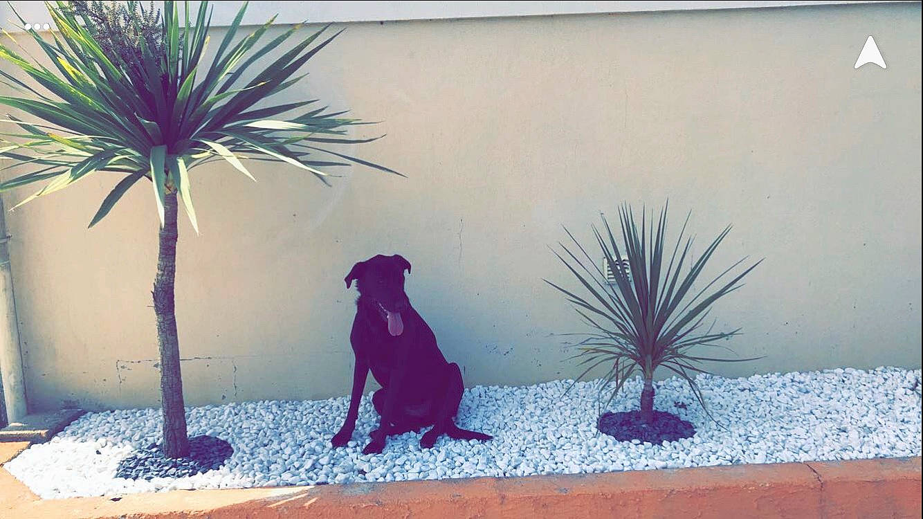 Naïa participe au concours pour gagner de l'argent avec cette photo : arecales, botany, fawn, grass, houseplant, organism, palm_tree, plant, tail, tree