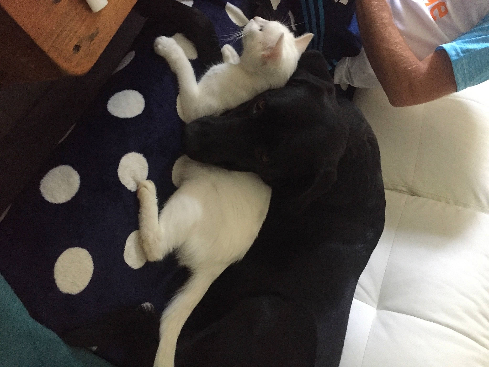 Naïa a rejoint le concours — aidez-le/la à gagner de superbes lots ! black_cat, canidae, carnivore, cat, fawn, felidae, hand, kitten, leg, non_sporting_group, puppy, small_to_medium_sized_cats, tail