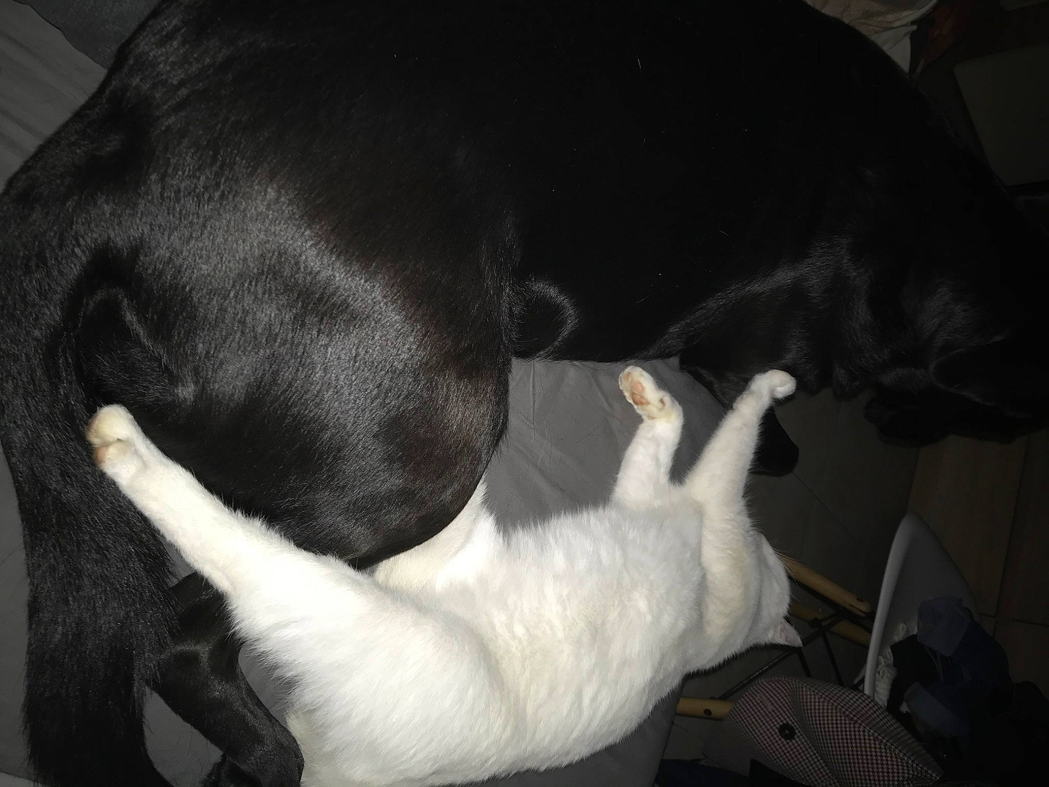 Laïka a rejoint le concours — aidez-le/la à gagner de superbes lots ! canidae, carnivore, dog, dog_breed, ear, labrador_retriever, mammal, non_sporting_group, puppy, retriever, snout, sporting_group, tail