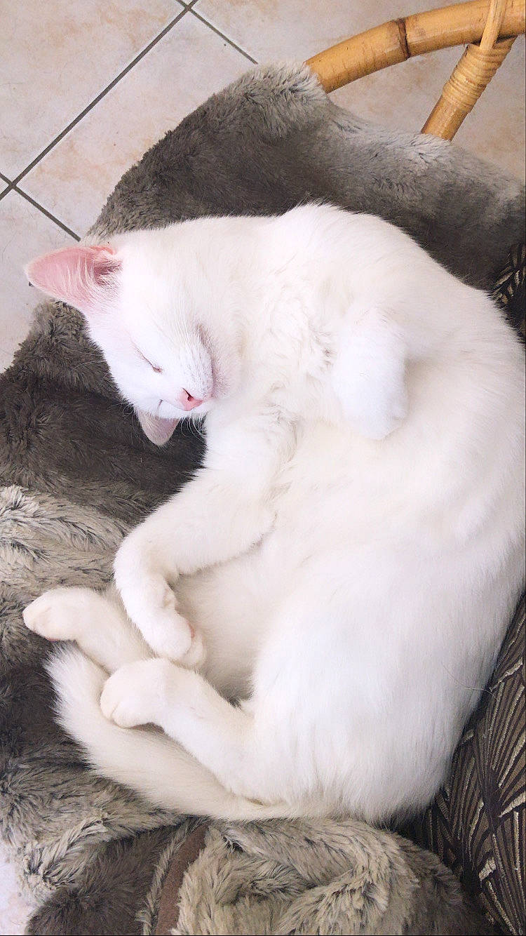 Laïka a rejoint le concours — aidez-le/la à gagner de superbes lots ! carnivore, cat, felidae, fur, khao_manee, paw, small_to_medium_sized_cats, tail, turkish_angora, turkish_van, whiskers