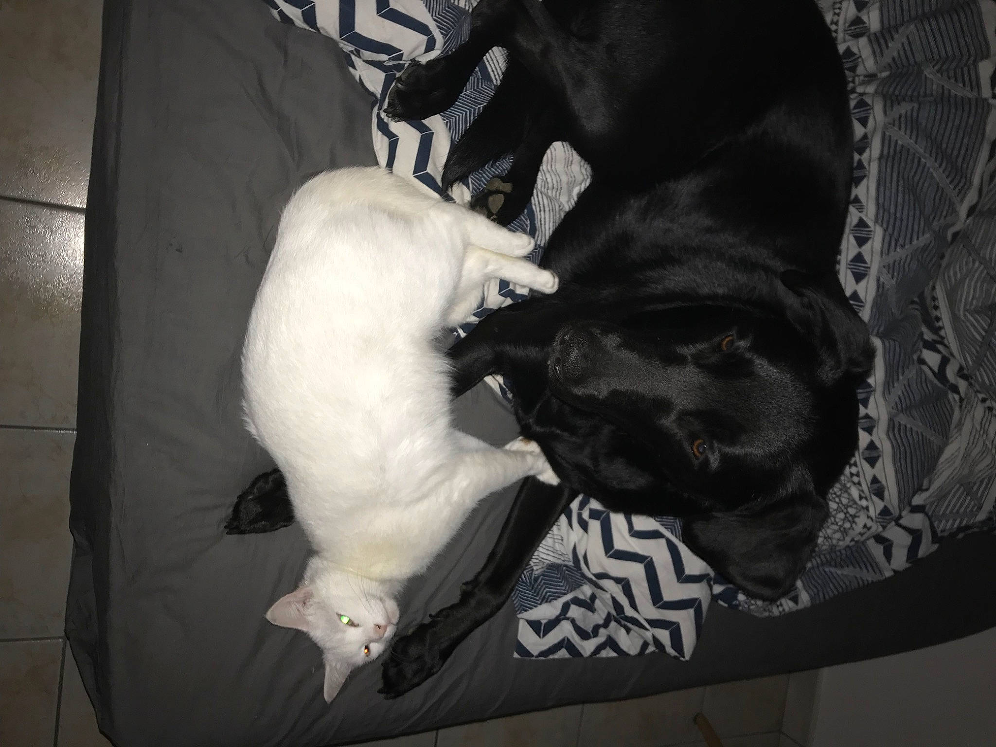 Laïka participe au concours pour gagner de l'argent avec cette photo : canidae, carnivore, cat, companion_dog, dog, dog_breed, felidae, french_bulldog, guard_dog, non_sporting_group, puppy, sporting_group, tail