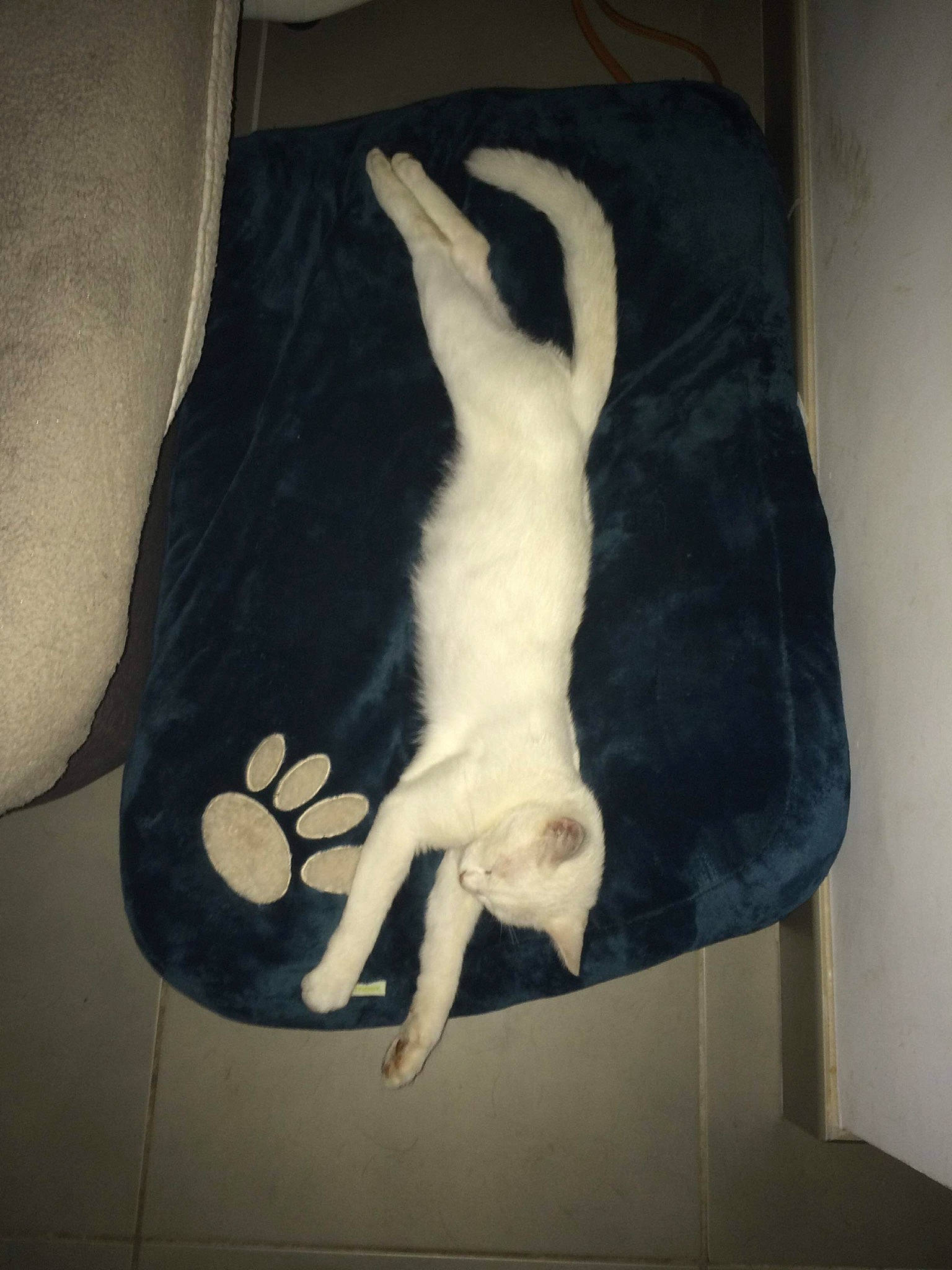 Laïka a rejoint le concours — aidez-le/la à gagner de superbes lots ! carnivore, cat, felidae, small_to_medium_sized_cats, tail