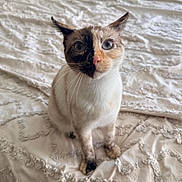 Suki joined the competition — help win amazing prizes! cat, animal, pet, blue_eyes, sitting, curious, white_fur, black_markings, orange_markings, whiskers, bed, blanket, texture, indoor, close_up, portrait, cute, feline, looking_up, soft_light