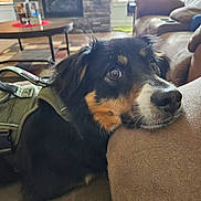 Mio is registered to the contest to win money with this photo: dog, pet, indoor, living_room, couch, furniture, harness, canine, animal, resting, curious_eyes, brown, black, tan, face, snout, ears, home, cozy, relaxed