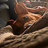 dog, close_up, blanket, couch, indoor, pet, brown_dog, relaxing, eye, snout, fur, domestic_animal, resting, cozy, blurred_background, companion, home, soft_lighting, animal, canine