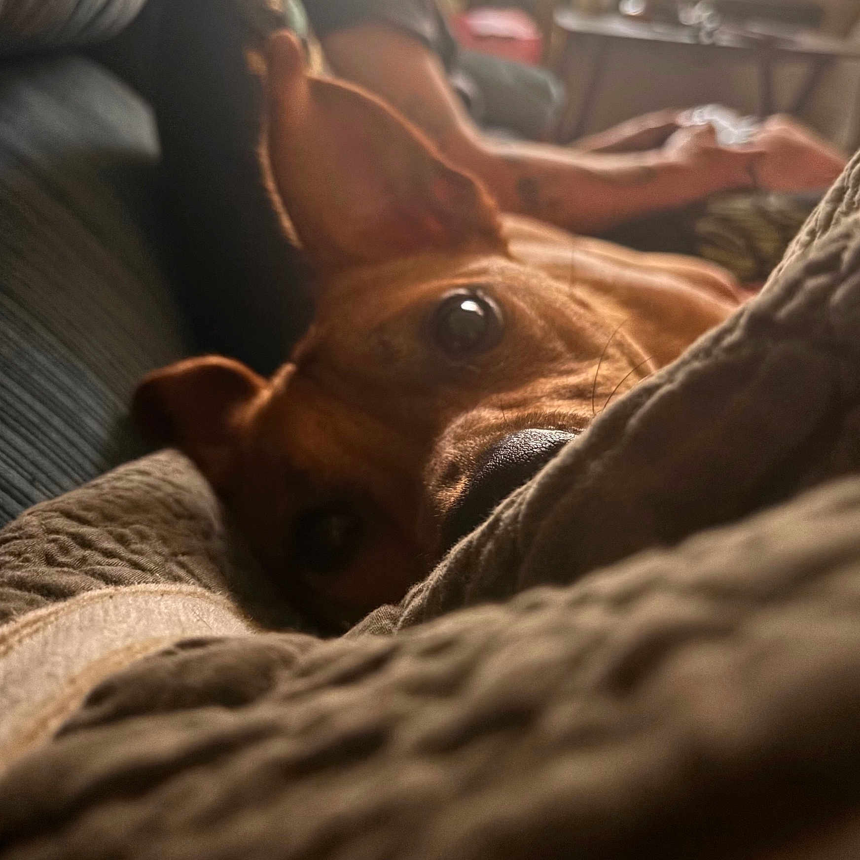 Bella
