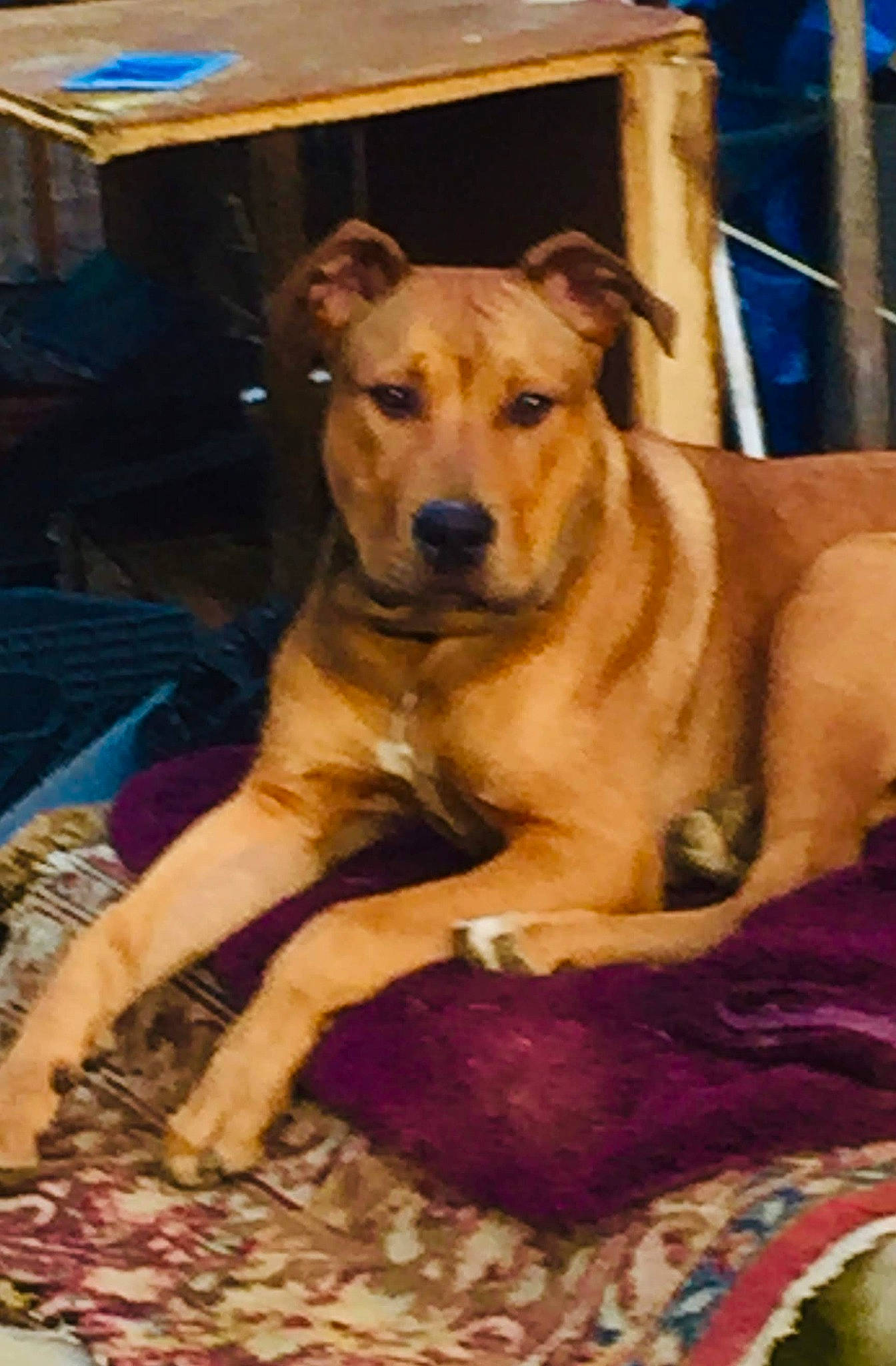 Blazer is registered to the contest to win money with this photo: ancient_dog_breeds, blue, canidae, carnivore, companion_dog, dog, dog_breed, dog_supply, fawn, fur, guard_dog, non_sporting_group, snout, sporting_group, terrestrial_animal, whiskers, wood, working_animal, working_dog