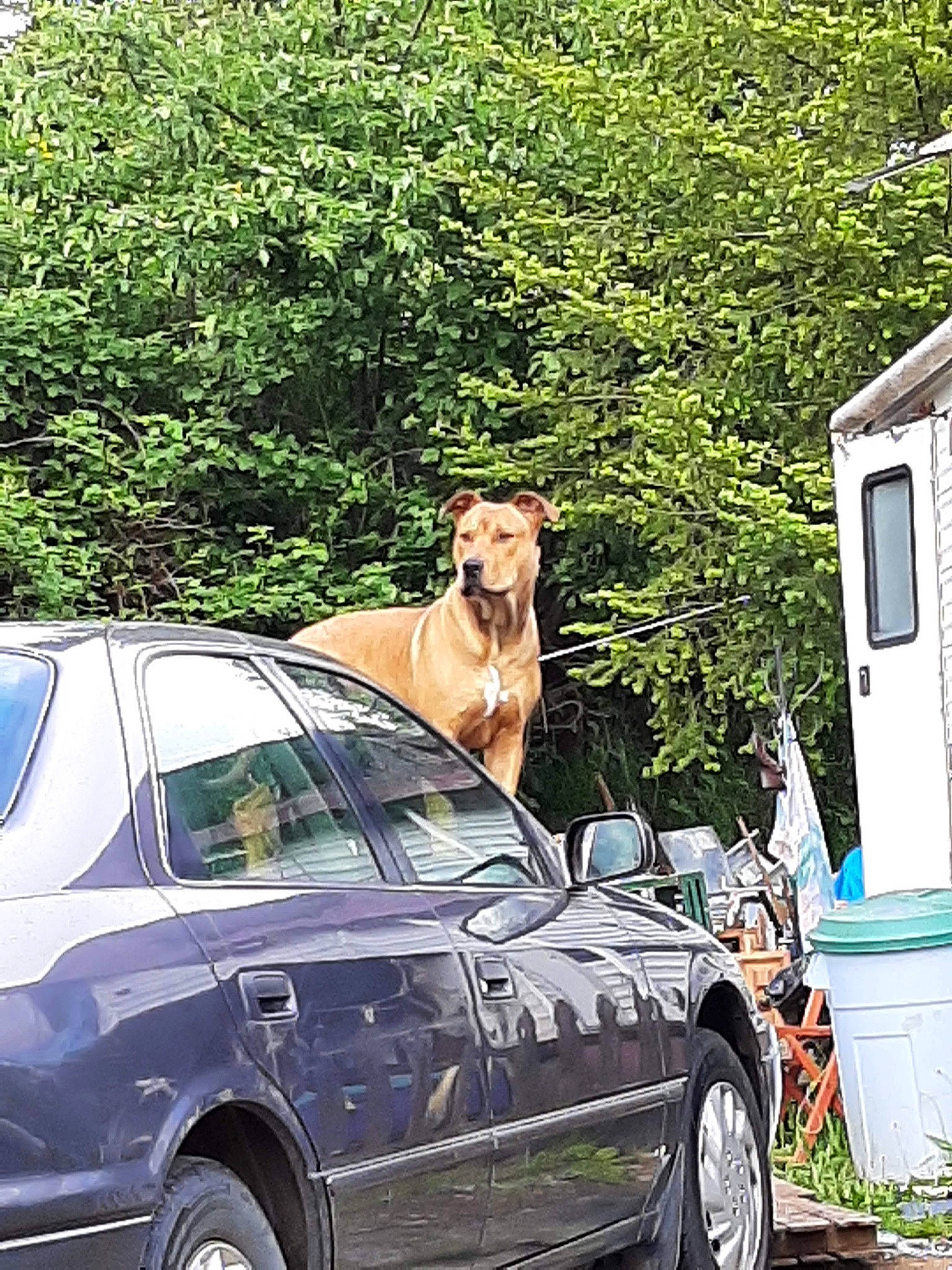 Blazer is registered to the contest to win money with this photo: automotive_design, automotive_exterior, automotive_lighting, automotive_tire, car, carnivore, dog, green, hood, land_vehicle, mammal, mode_of_transport, motor_vehicle, plant, tire, tree, vehicle, vehicle_door, vertebrate, wheel