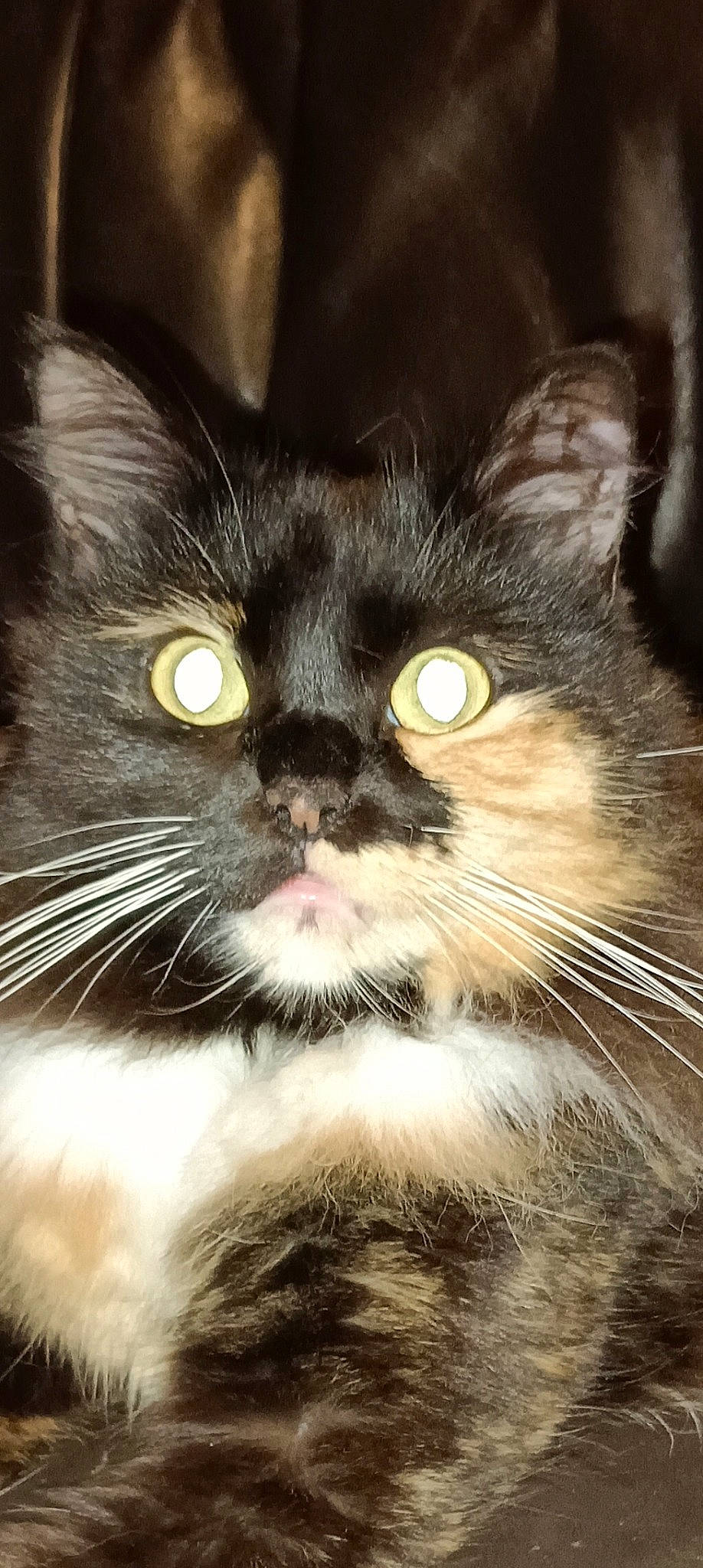 Choupi a rejoint le concours — aidez-le/la à gagner de superbes lots ! carnivore, cat, close_up, domestic_short_haired_cat, felidae, fur, small_to_medium_sized_cats, snout, terrestrial_animal, whiskers, wildlife