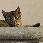 Athéna a rejoint le concours — aidez-le/la à gagner de superbes lots ! cat, tabby_cat, pet, animal, feline, resting, indoor, carpet, cat_perch, relaxed, fur, ears, tail, whiskers, face, sleepy, domestic_cat, cute, mammal, small_animal