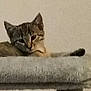 cat, tabby_cat, pet, animal, feline, resting, indoor, carpet, cat_perch, relaxed, fur, ears, tail, whiskers, face, sleepy, domestic_cat, cute, mammal, small_animal