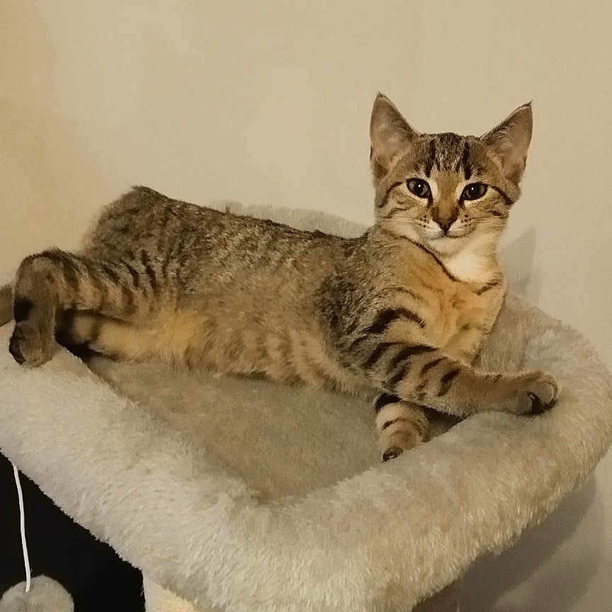 Athéna participe au concours pour gagner de l'argent avec cette photo : animal, cat, cat_tree, claws, cozy, cute, domestic, ears, feline, fur, home, indoor, mammal, paws, pet, playful, relaxed, resting, tabby, whiskers