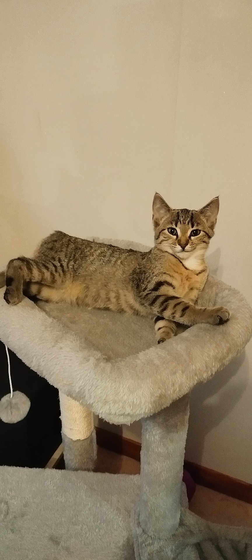 Athéna participe au concours pour gagner de l'argent avec cette photo : cat, tabby, pet, animal, feline, cat_tree, indoor, relaxed, resting, fur, whiskers, ears, paws, claws, home, cozy, cute, mammal, playful, domestic
