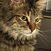 Simba is registered to the contest to win money with this photo: cat, tabby, fluffy_fur, indoor, close_up, pet, animal, feline, whiskers, eyes, curious, sitting, fur_texture, domestic_cat, muzzle, ear, nose, background, mirror, bottles